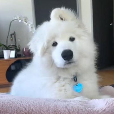 Susi Pudjiastuti avatar
